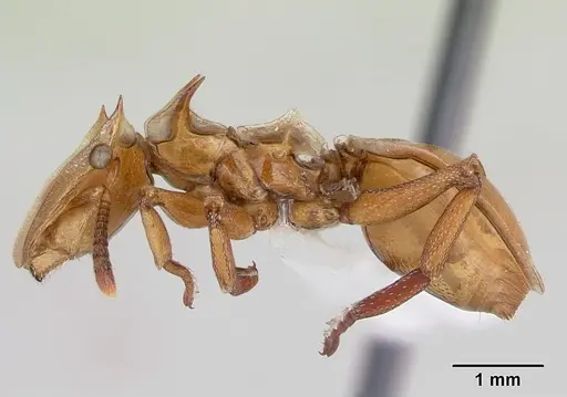 Cephalotes clypeatus specimen CASENT0010689 image casent0010689_3