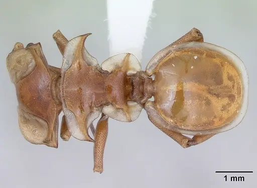 Cephalotes clypeatus specimen CASENT0173669 image casent0173669_1
