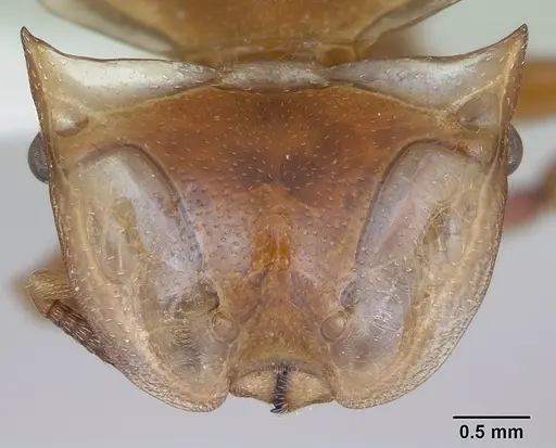 Cephalotes clypeatus specimen CASENT0173669 image casent0173669_2