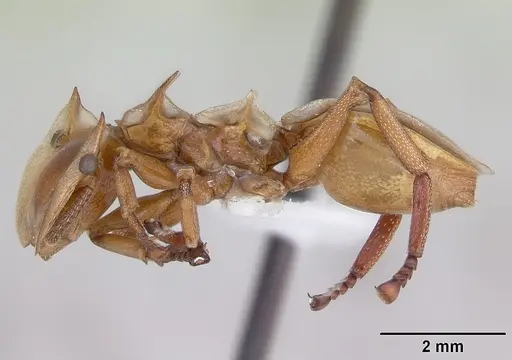 Cephalotes clypeatus specimen CASENT0173669 image casent0173669_3