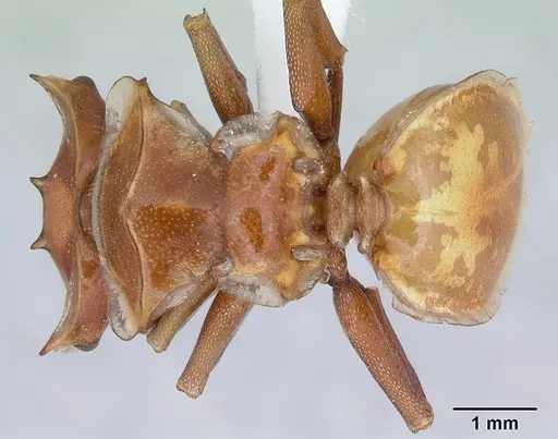 Cephalotes clypeatus specimen CASENT0173670 image casent0173670_1