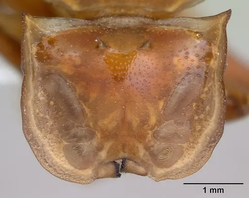 Cephalotes clypeatus specimen CASENT0173670 image casent0173670_2