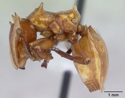 Cephalotes clypeatus specimen CASENT0173670 image casent0173670_3