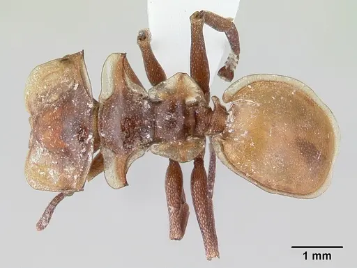 Cephalotes clypeatus specimen CASENT0178612 image casent0178612_1