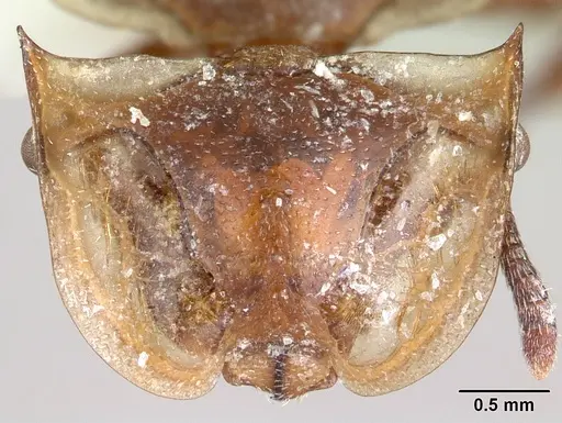 Cephalotes clypeatus specimen CASENT0178612 image casent0178612_2