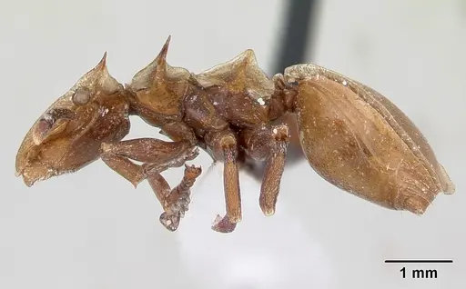 Cephalotes clypeatus specimen CASENT0178612 image casent0178612_3