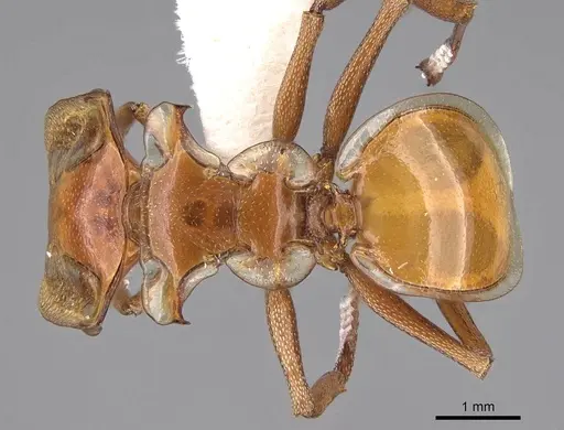 Cephalotes clypeatus specimen CASENT0922529 image casent0922529_1