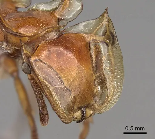 Cephalotes clypeatus specimen CASENT0922529 image casent0922529_3