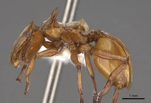 Cephalotes clypeatus specimen CASENT0922529 image casent0922529_4