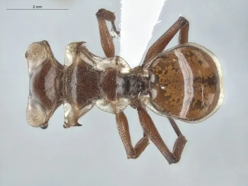 Cephalotes clypeatus specimen ECOFOG-BUG-1842-07 image ecofog-bug-1842-07_1