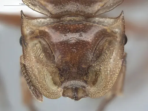 Cephalotes clypeatus specimen ECOFOG-BUG-1842-07 image ecofog-bug-1842-07_2