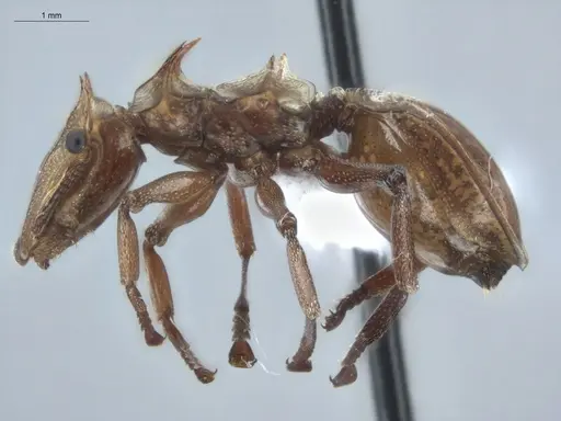 Cephalotes clypeatus specimen ECOFOG-BUG-1842-07 image ecofog-bug-1842-07_3