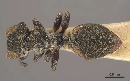 Cephalotes coffeae specimen CASENT0919595 image casent0919595_1