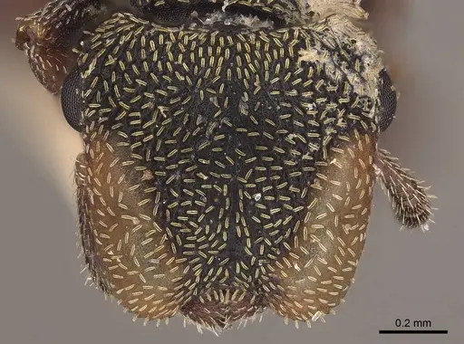 Cephalotes coffeae specimen CASENT0919595 image casent0919595_2