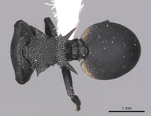 Cephalotes columbicus specimen CASENT0627935 image casent0627935_1