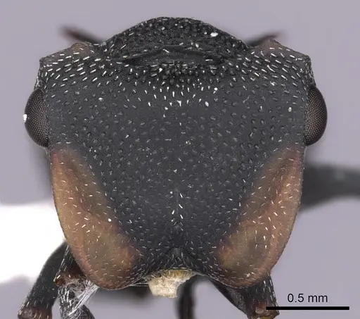 Cephalotes columbicus specimen CASENT0627935 image casent0627935_2