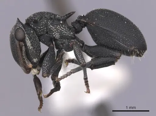Cephalotes columbicus specimen CASENT0627935 image casent0627935_3
