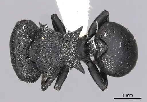 Cephalotes columbicus specimen CASENT0627936 image casent0627936_1