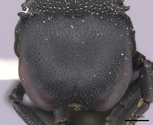 Cephalotes columbicus specimen CASENT0627936 image casent0627936_2