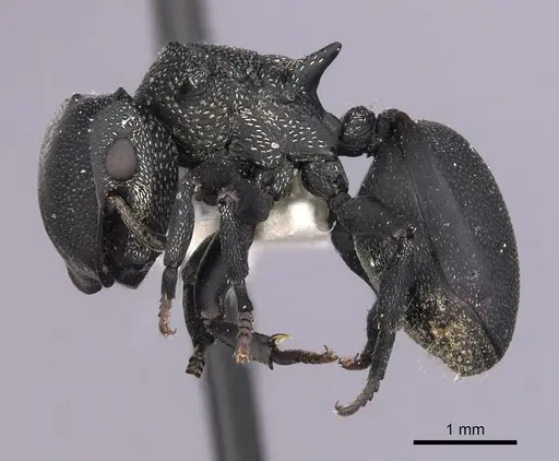 Cephalotes columbicus specimen CASENT0627936 image casent0627936_3