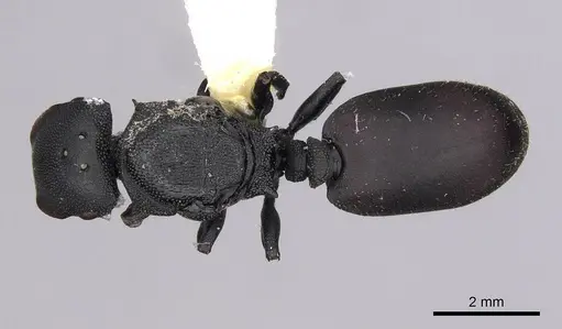 Cephalotes columbicus specimen CASENT0627937 image casent0627937_1
