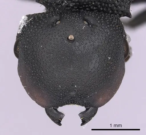 Cephalotes columbicus specimen CASENT0627937 image casent0627937_2