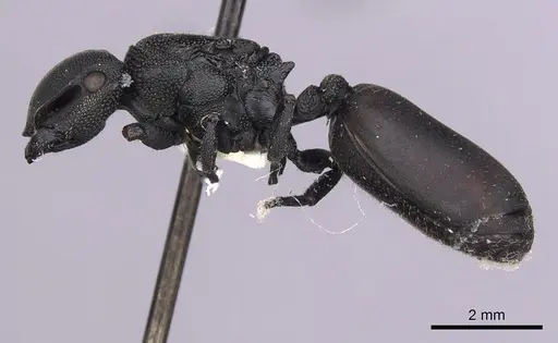 Cephalotes columbicus specimen CASENT0627937 image casent0627937_3