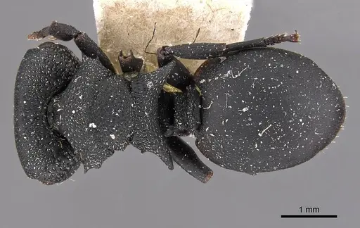 Cephalotes columbicus specimen CASENT0909268 image casent0909268_1