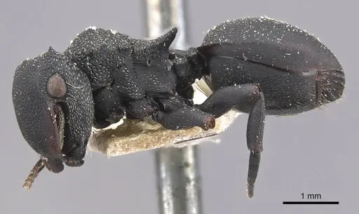 Cephalotes columbicus specimen CASENT0909268 image casent0909268_3