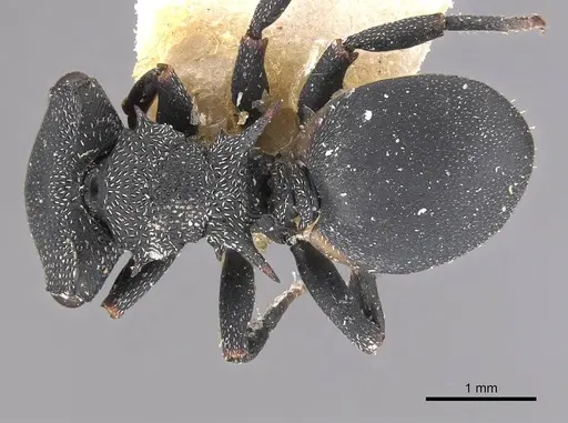 Cephalotes columbicus specimen CASENT0909269 image casent0909269_1