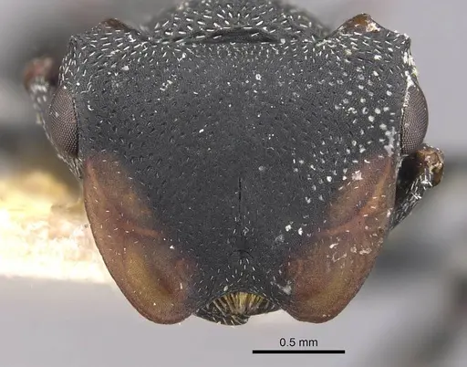 Cephalotes columbicus specimen CASENT0909269 image casent0909269_2