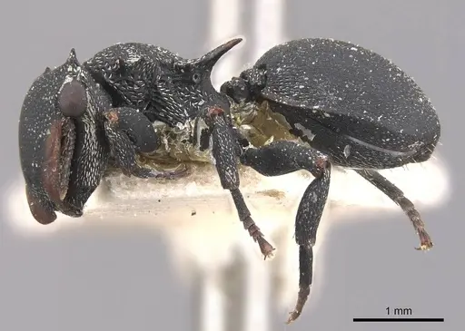 Cephalotes columbicus specimen CASENT0909269 image casent0909269_3