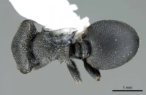 Cephalotes columbicus specimen CASENT0914469 image casent0914469_1