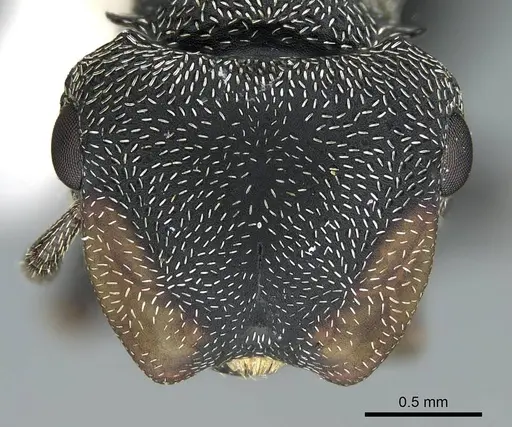 Cephalotes columbicus specimen CASENT0914469 image casent0914469_2