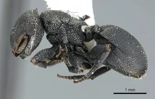 Cephalotes columbicus specimen CASENT0914469 image casent0914469_3