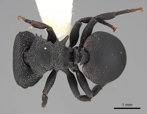 Cephalotes columbicus specimen CASENT0922593 image casent0922593_1