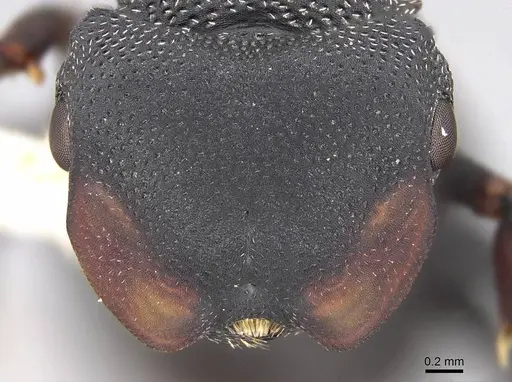 Cephalotes columbicus specimen CASENT0922593 image casent0922593_2
