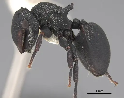 Cephalotes columbicus specimen CASENT0922593 image casent0922593_3