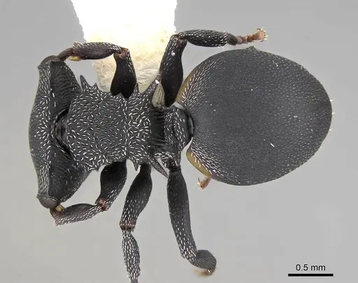 Cephalotes columbicus specimen CASENT0922594 image casent0922594_1