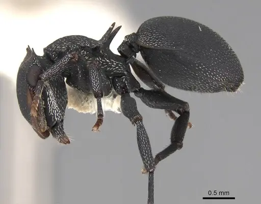 Cephalotes columbicus specimen CASENT0922594 image casent0922594_3