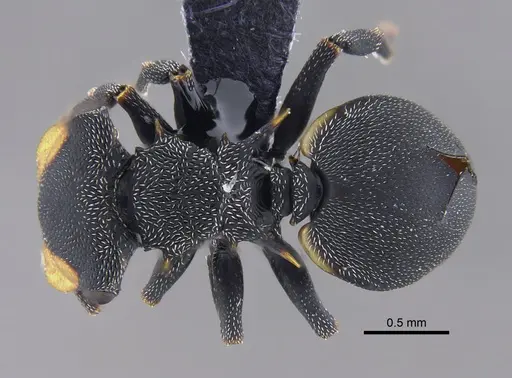 Cephalotes columbicus specimen CBUMAGENT41885 image cbumagent41885_1