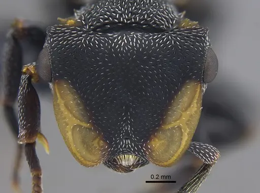Cephalotes columbicus specimen CBUMAGENT41885 image cbumagent41885_2