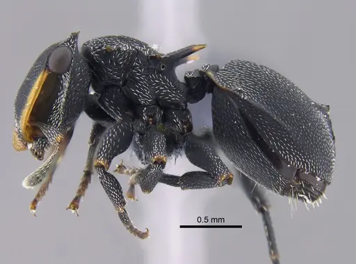 Cephalotes columbicus specimen CBUMAGENT41885 image cbumagent41885_3