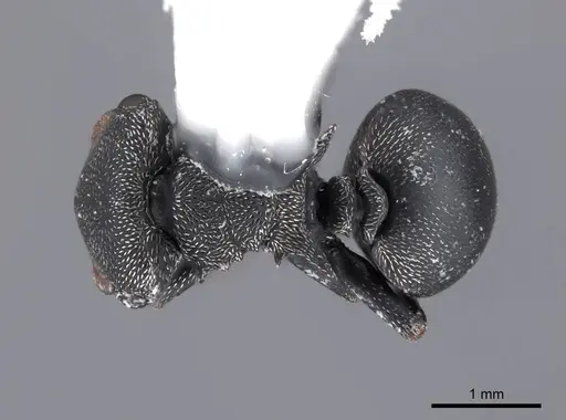 Cephalotes columbicus specimen FMNHINS0000047232 image fmnhins0000047232_1