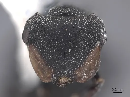 Cephalotes columbicus specimen FMNHINS0000047232 image fmnhins0000047232_2