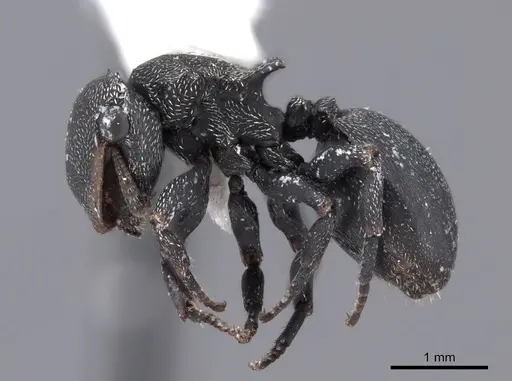 Cephalotes columbicus specimen FMNHINS0000047232 image fmnhins0000047232_3