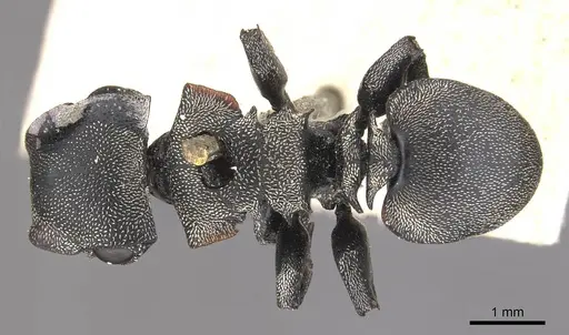 Cephalotes complanatus specimen CASENT0909267 image casent0909267_1