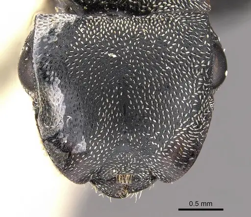 Cephalotes complanatus specimen CASENT0909267 image casent0909267_2