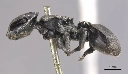 Cephalotes complanatus specimen CASENT0909267 image casent0909267_3