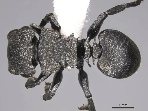 Cephalotes complanatus specimen CASENT0922595 image casent0922595_1